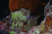 Aglaophenia cupressina Hydraire fougere-Safaga Tobia Soraya-9m-20171122-Denis-ADER-DSC_3483_tn